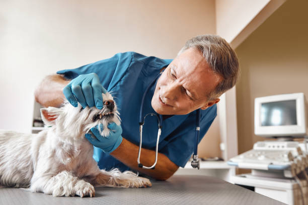 Best Same-Day Emergency Appointments in Winthrop Harbor, IL